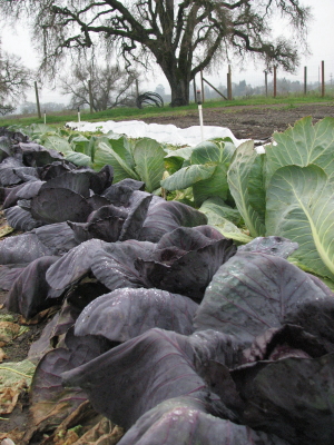 oak and cabbages_6_1