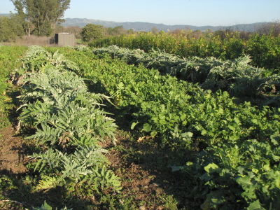Daikon radishes are being harvested out of the cover crop between the rows of regrowing artichokes.