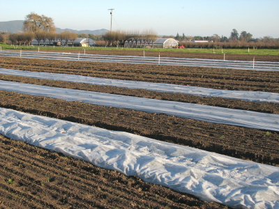 Covered beds and open ground