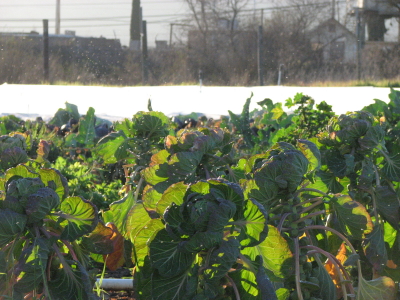 Brussels sprouts, covered bed and beyond the farm