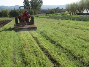 Mowing the carrots(?!) and the weeds.