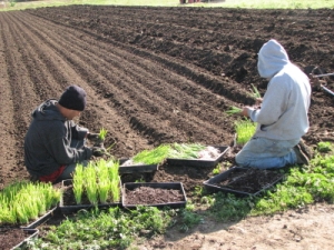 Onions being separated before planting.