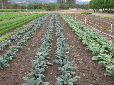 So glad to see two beds of Lacinato kale next to one of Red Russian. The RR yields more, but we can't keep up with demand for the Lacinato.