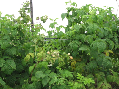 Finally we have fruit on the raspberries, weeks later than in past years.