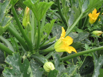 We've had beautiful summer squash, though can't seem to get enough zucchini flowers to fill our chef's orders.