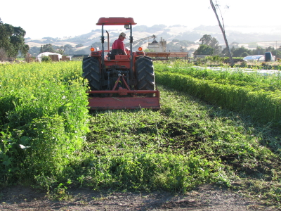Paul mows down a summer cover crop on June 13th.