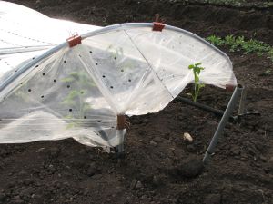 The first peppers in the field have their own greenhouses to give them a little boost.