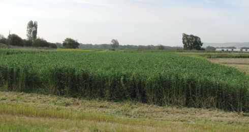 The cover crop consists of bell beans, austrian peas and oats.