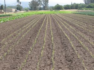This bed of just planted shallots is growing on buried drip line, a refinement we hope will save precious water.