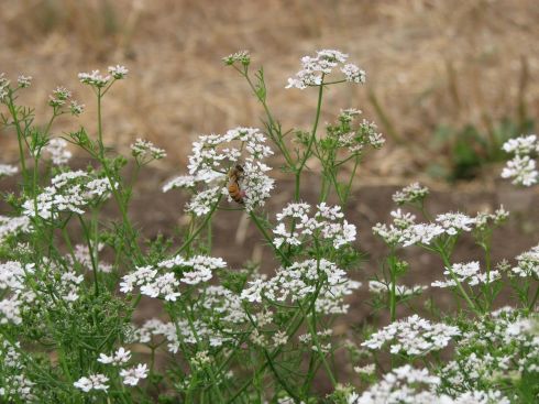 Flowering cilantro is humming with bees.