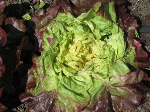 Red Butter Lettuce with exposed burned edges