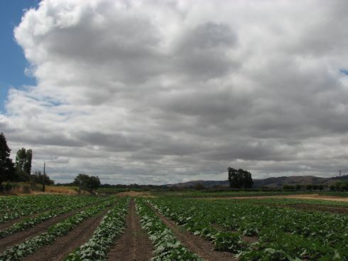 Cloudy skys over the winter squash field. The plants are taking off, but not yet flowering.