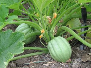 Acorn is the first of the winter squash to be ready, maybe a month away.