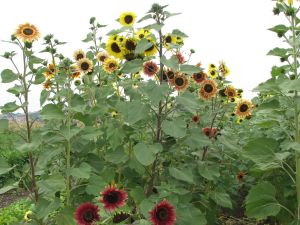 We've been selling sunflowers at our farm stand on Saturdays.