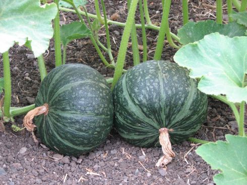 These kabocha winter squash are close to harvest.