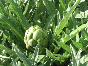 Surprise artichokes are popping here and there.
