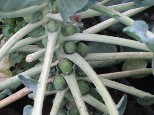Brussels sprouts are just beginning to form