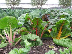 Rainbow chard is loving this cooler, wetter weather.