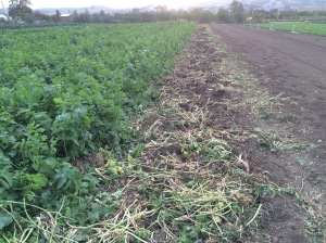 Parsnips were harvested out of this row for tomorrow's market.
