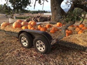 Pumpkins to sell tomorrow
